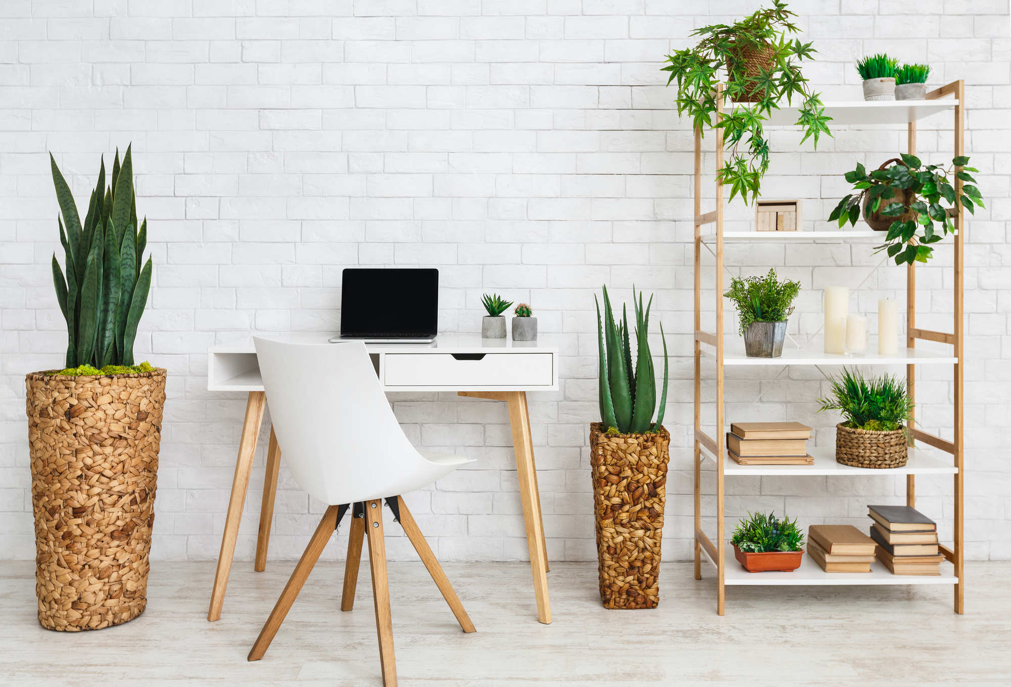 Modern work place with laptop, and house plants on rack at white brick wall background, copy space
